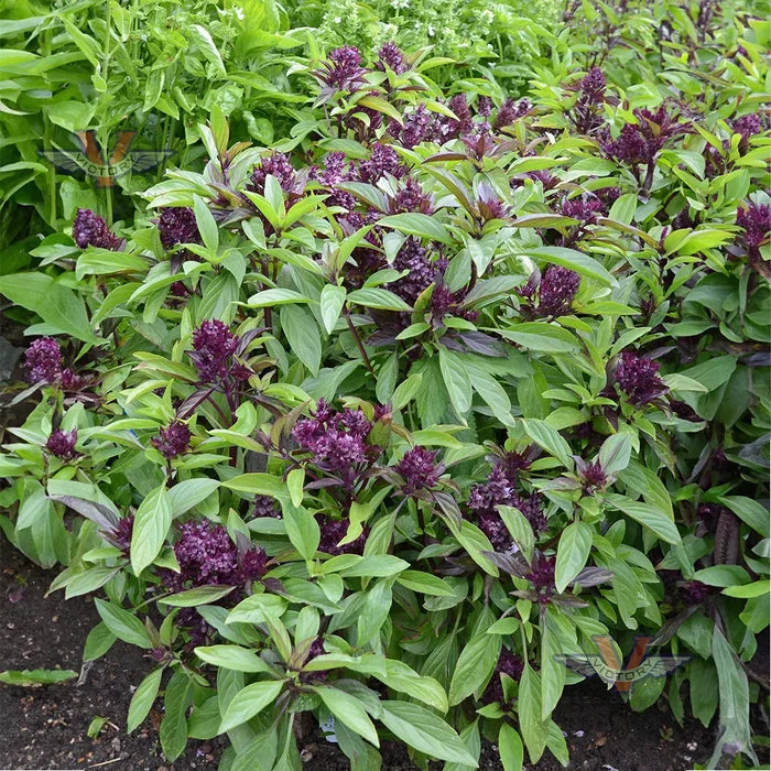 BASIL 'Siam Queen' --Ocimum basilicum--