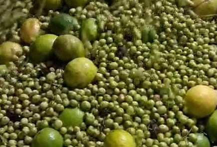 Chimichurri Verde Fused Olive Oil - SPICY!