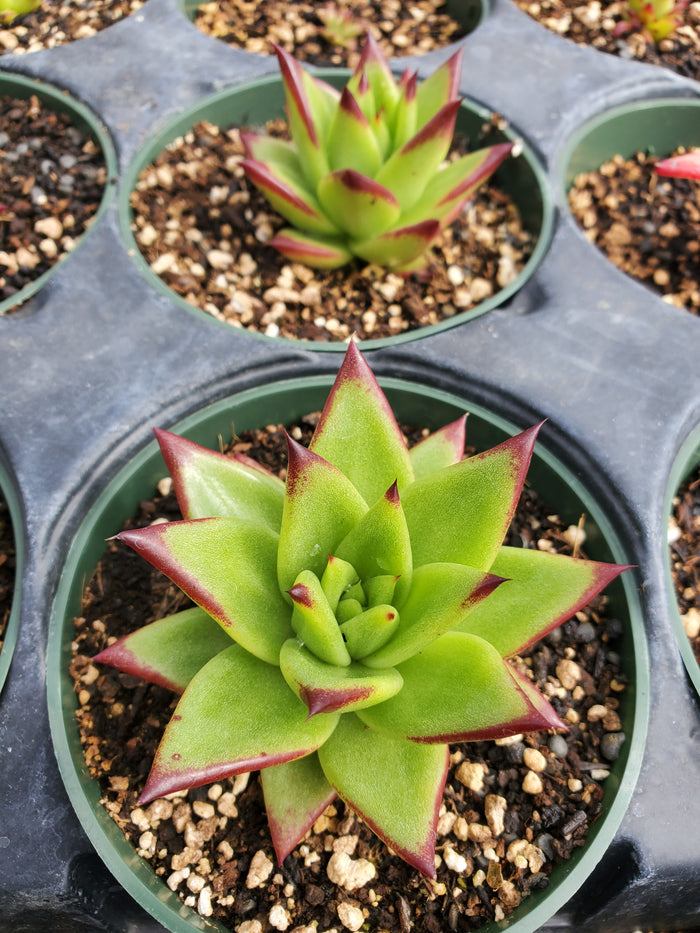 Echeveria agavoides 'Lipstick'