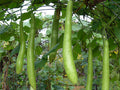 EDIBLE GOURD 'Cucuzzi Caravazzi'
