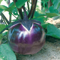 EGGPLANT 'Prosperosa'