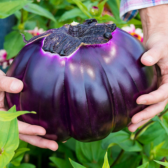 EGGPLANT 'Prosperosa'