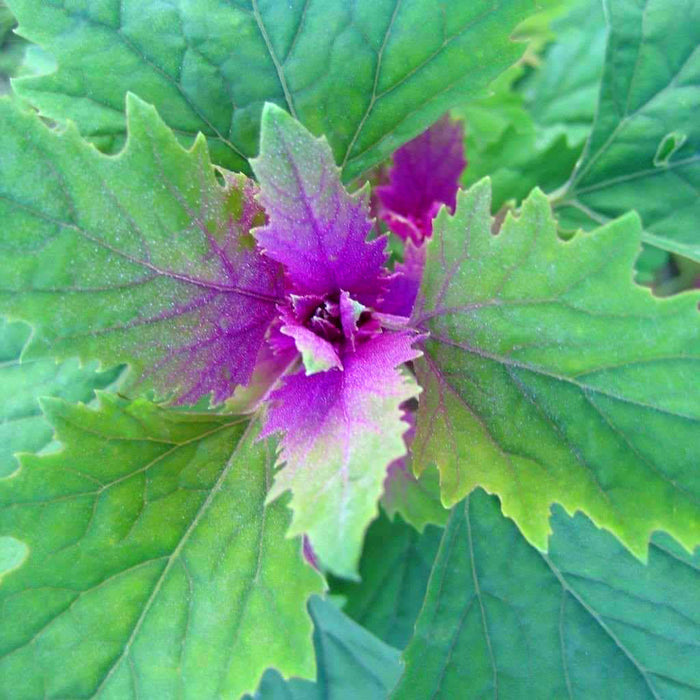 GOOSEFOOT 'Purple'