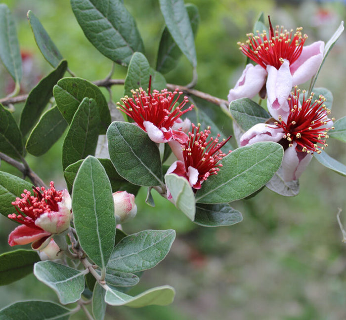 GUAVA 'Pineapple' --Feijoa sellowiana--