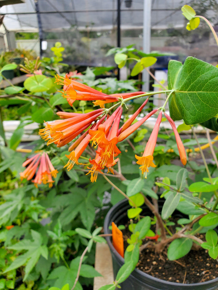 Lonicera sempervirens --Coral Honeysuckle--
