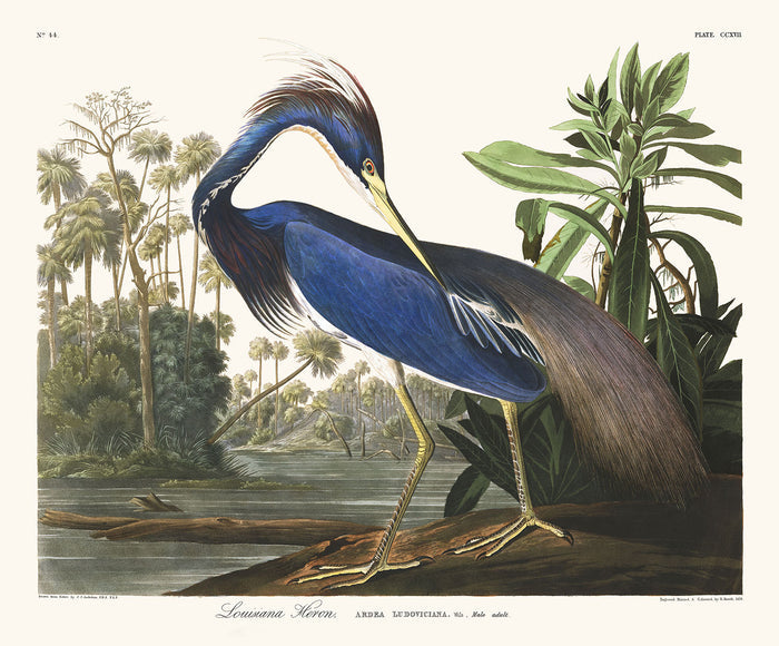 Louisiana Heron by John James Audubon, 1827 - Personalised Fine Art
