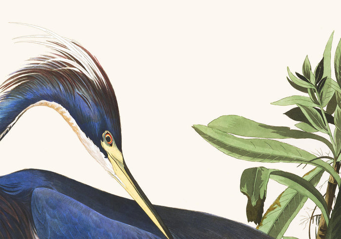 Louisiana Heron by John James Audubon, 1827 - Personalised Fine Art