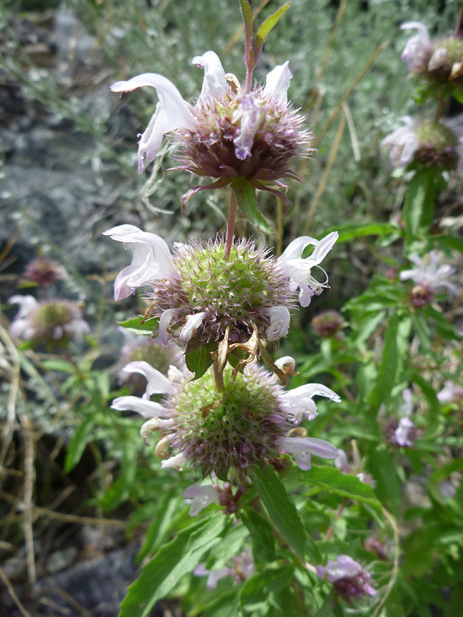 Monarda pectinata --Plains Lemon Bee Balm--