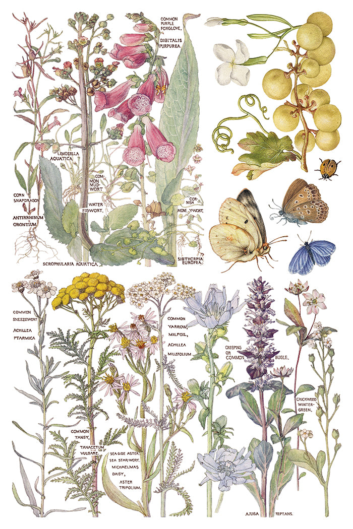 Primrose Isle
IOD Transfer | 8 Pages | 8” x 12” | Full Color