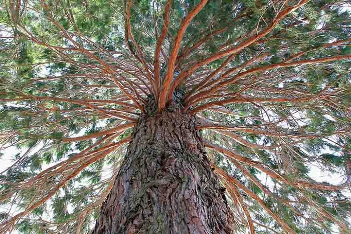 Sequoiadendron giganteum --Giant Sequoia--
