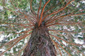 Sequoiadendron giganteum --Giant Sequoia--