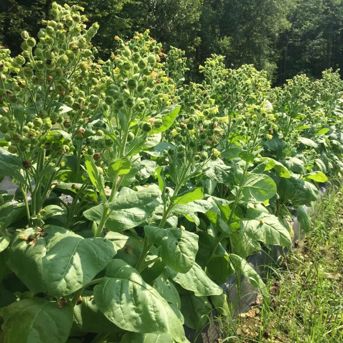 TOBACCO 'Hopi' --Nicotiana rustica--