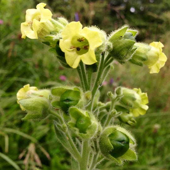 TOBACCO 'Hopi' --Nicotiana rustica--