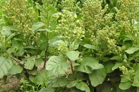 TOBACCO 'Hopi' --Nicotiana rustica--