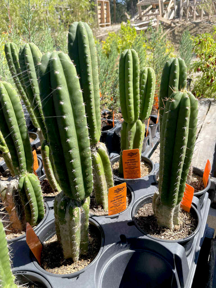 Trichocereus pallarensis x pachanoi OST90641