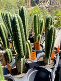 Trichocereus pallarensis x pachanoi OST90641
