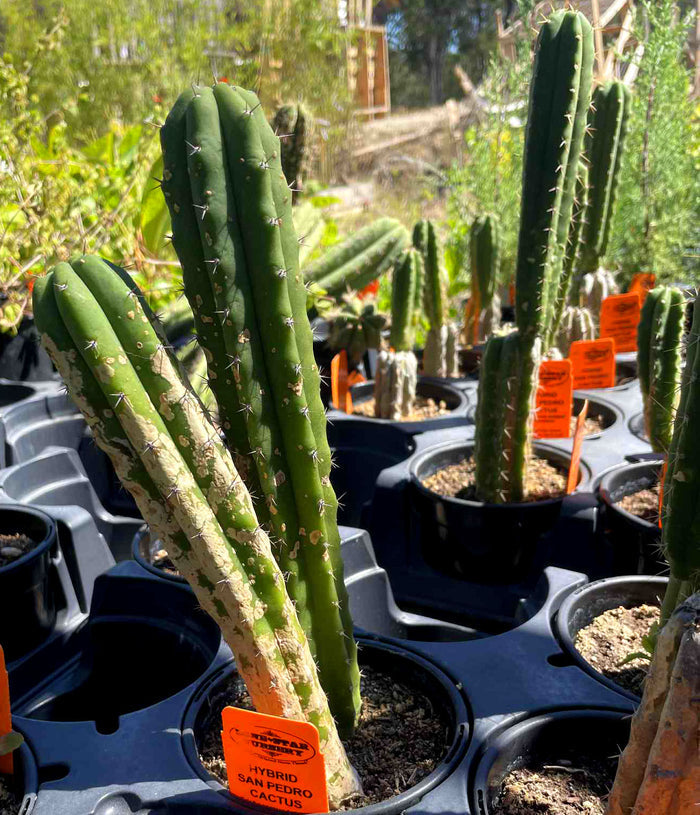 Trichocereus peruvianus --Peruvian Torch Cactus--