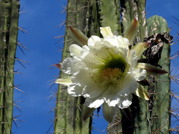 Trichocereus peruvianus --Peruvian Torch Cactus--