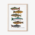 Trout Of Colorado Art Print - 11 x 17"