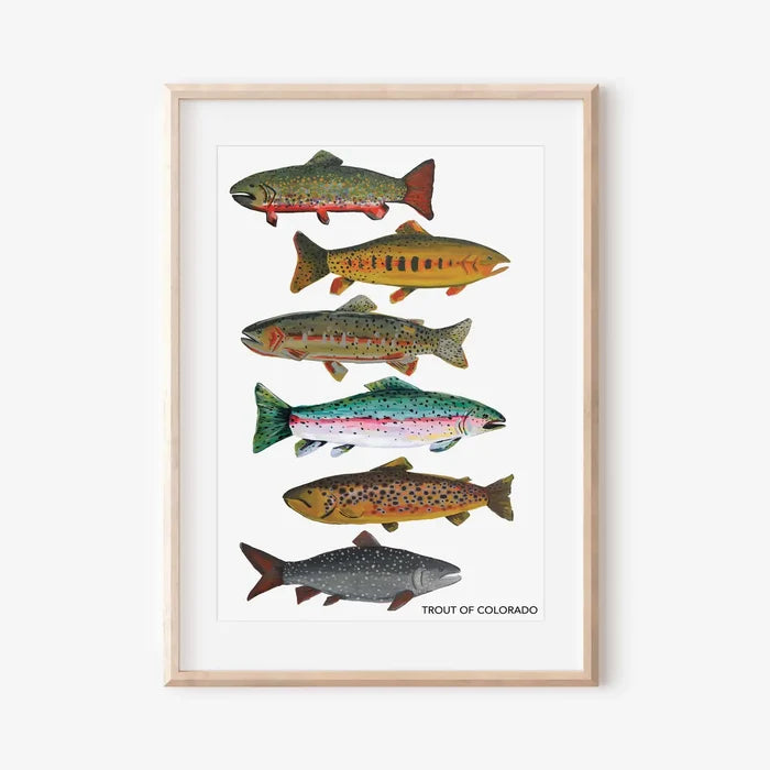 Trout Of Colorado Art Print - 11 x 17"