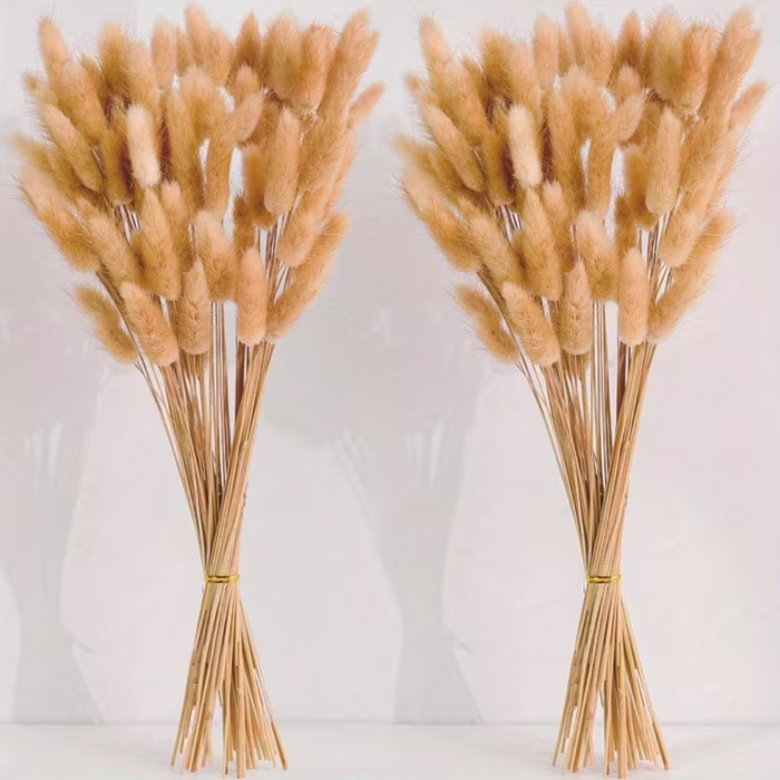Natural Dried Bunny Tail Grass