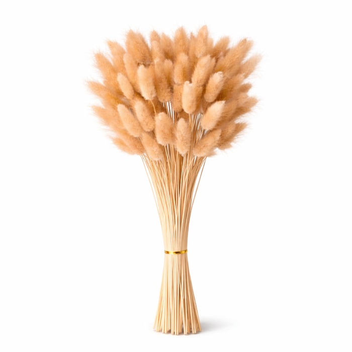 Natural Dried Bunny Tail Grass