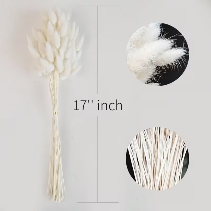 Natural Dried Bunny Tail Grass
